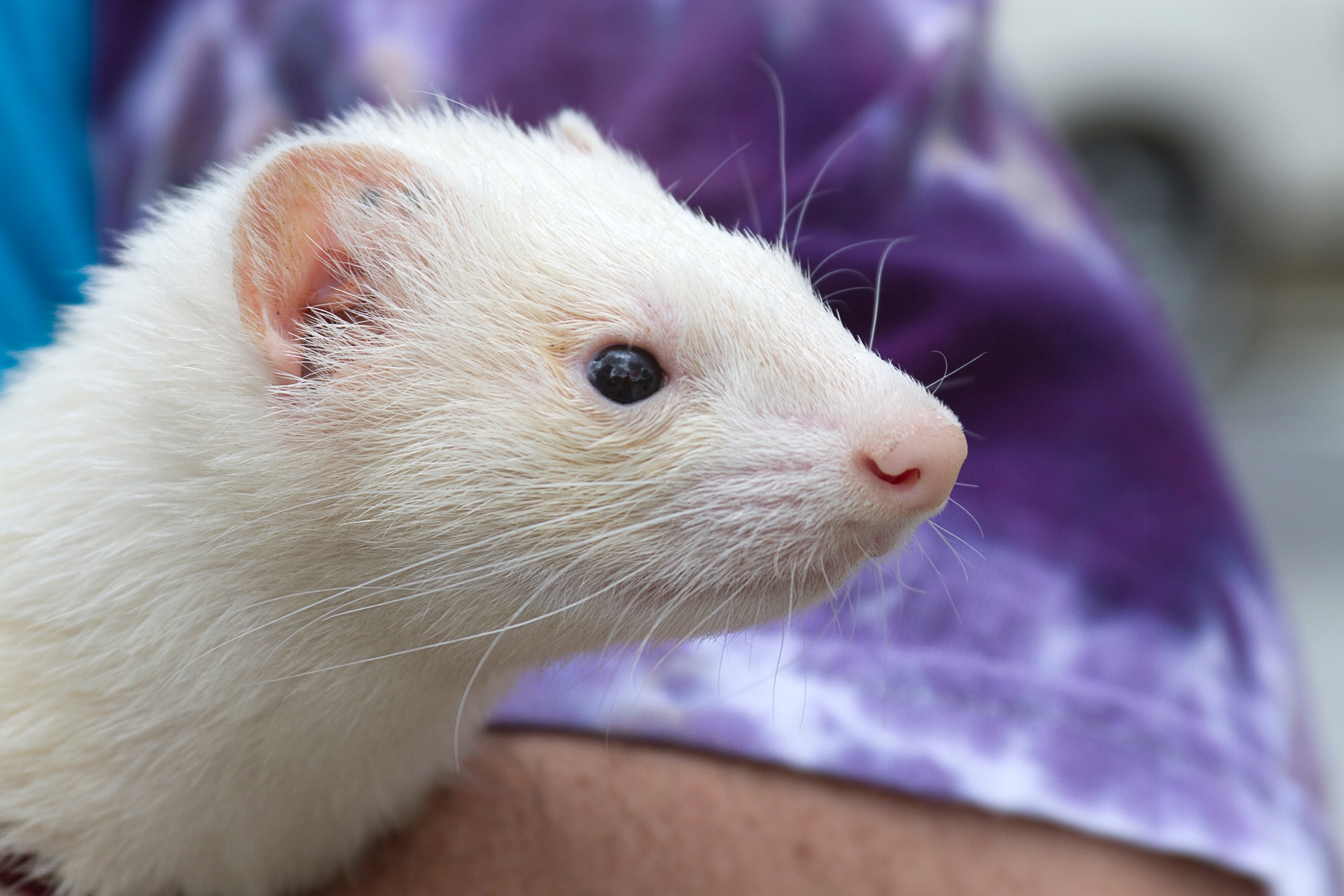 Dark eyed white store ferret